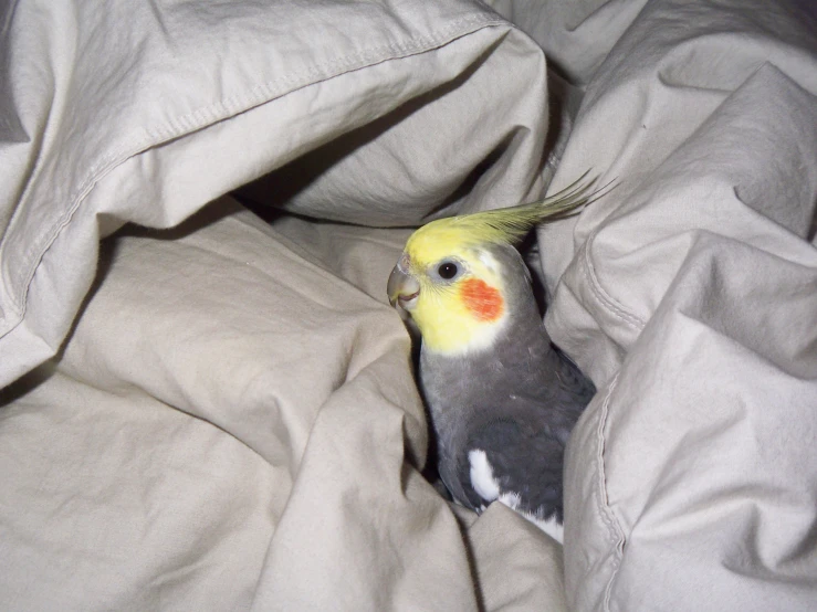 a grey and yellow bird peeking out from a light gray blanket