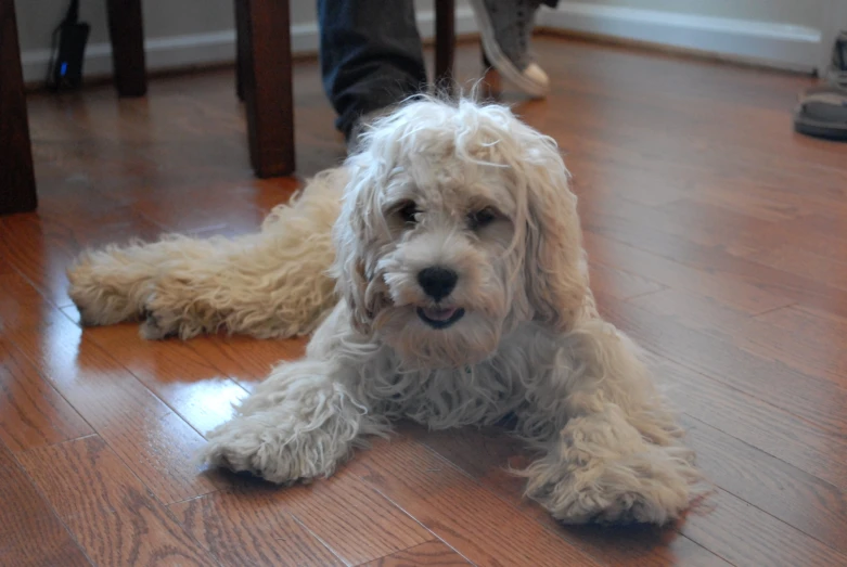 a small dog lying on a wooden floor with its owner