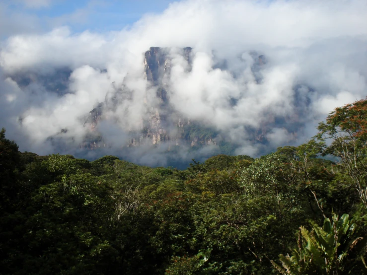 clouds hover over the tops of a mountain on top of trees