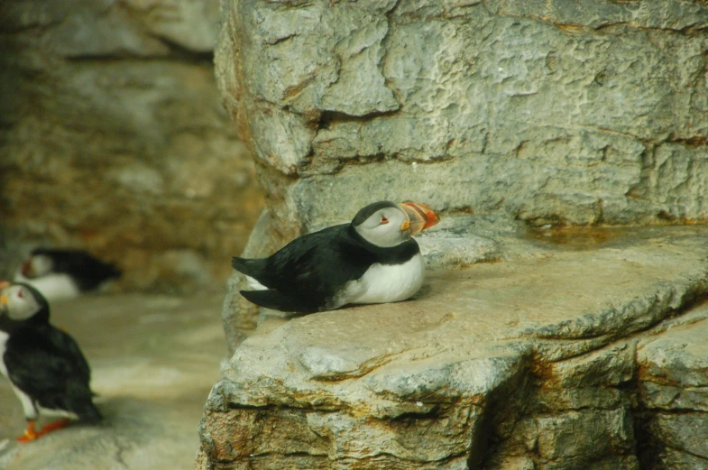 two small birds are standing on the rocks