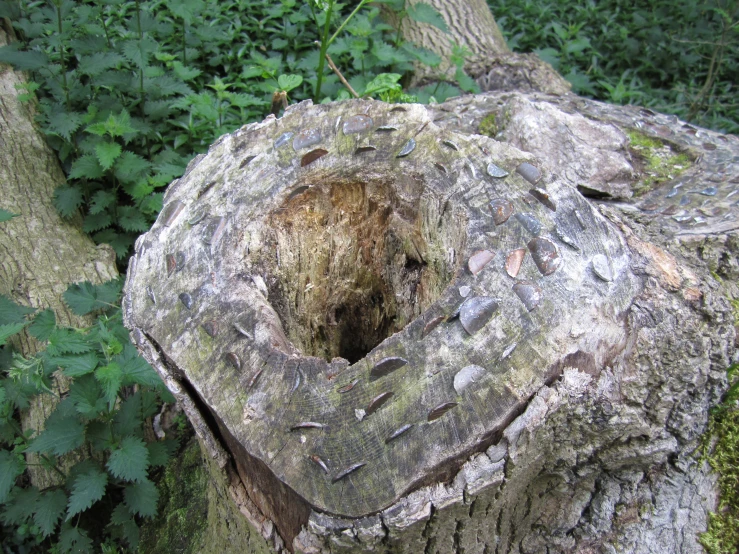 tree stumps are stacked around a hole in the middle of the forest