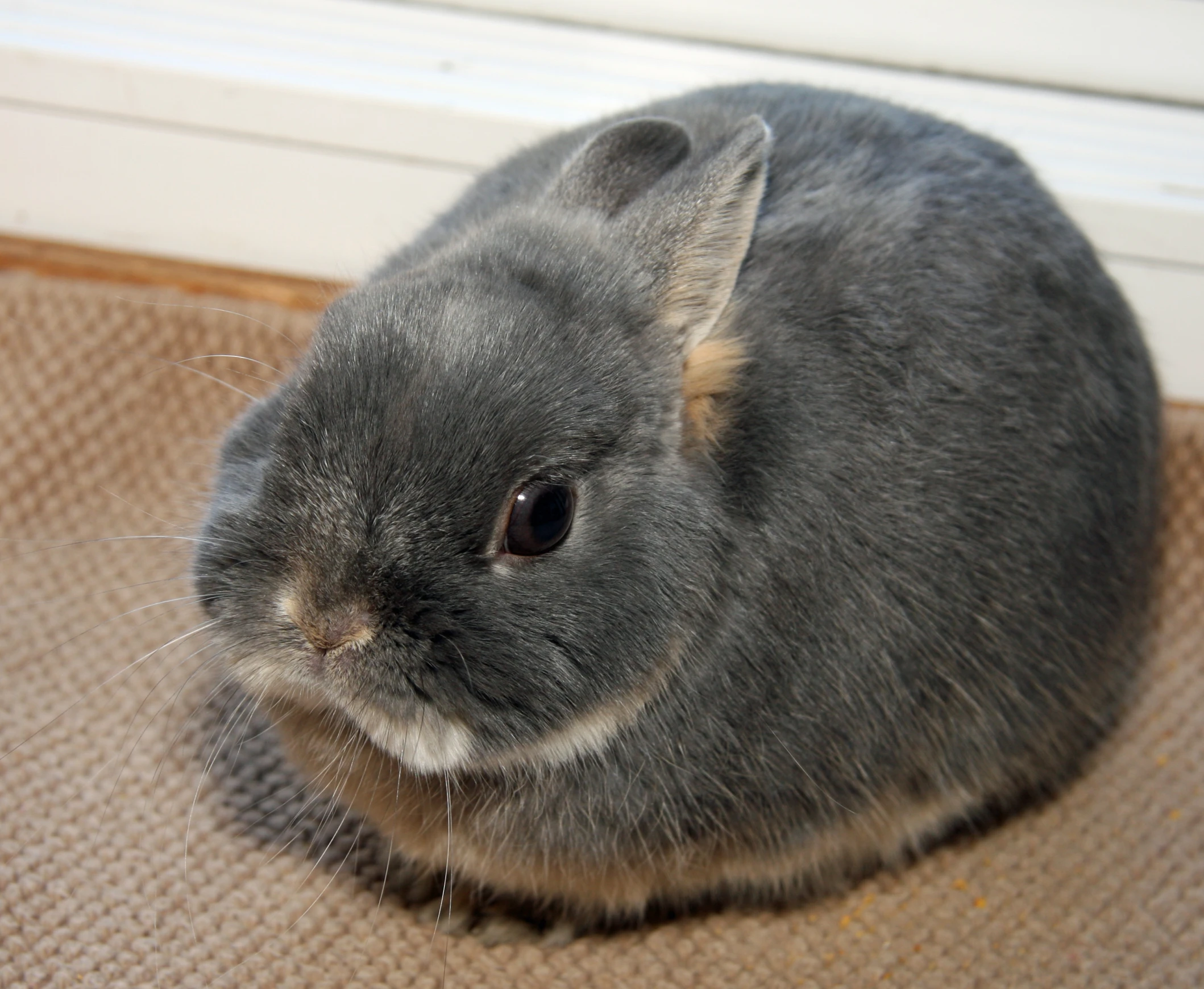 a small gray bunny on a brown carpet near a door