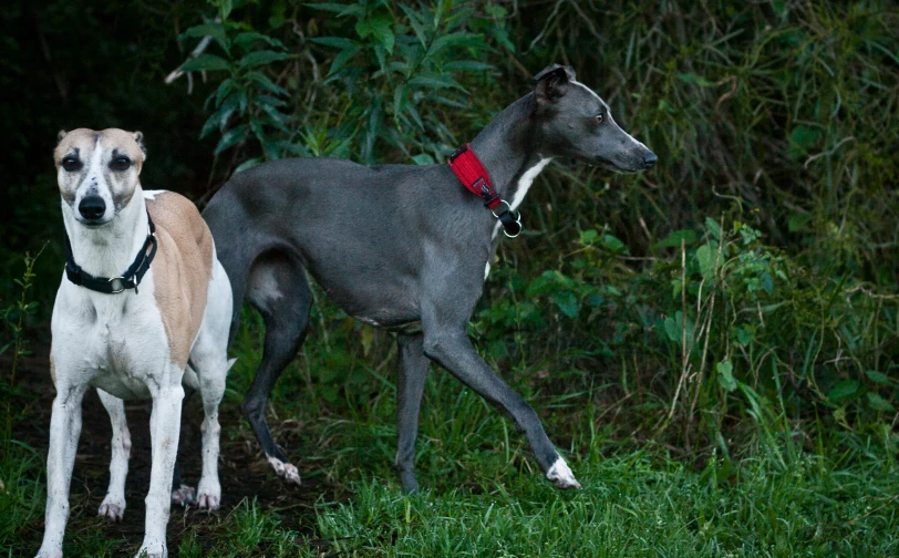 two dogs that are standing in the grass