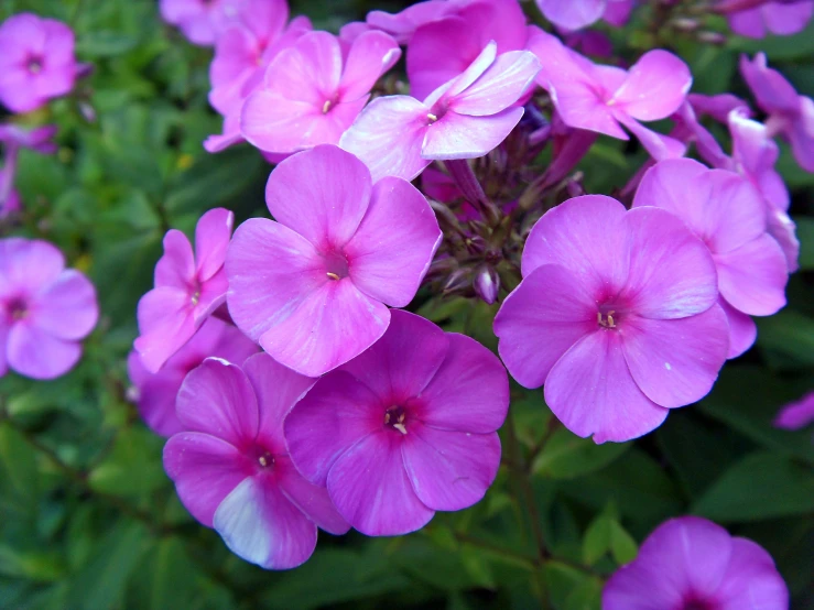 pink flowers that are next to each other