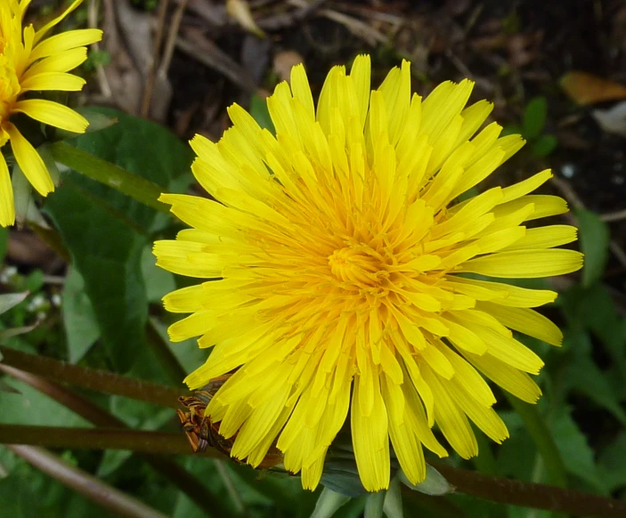 yellow flowers are blooming in the sun