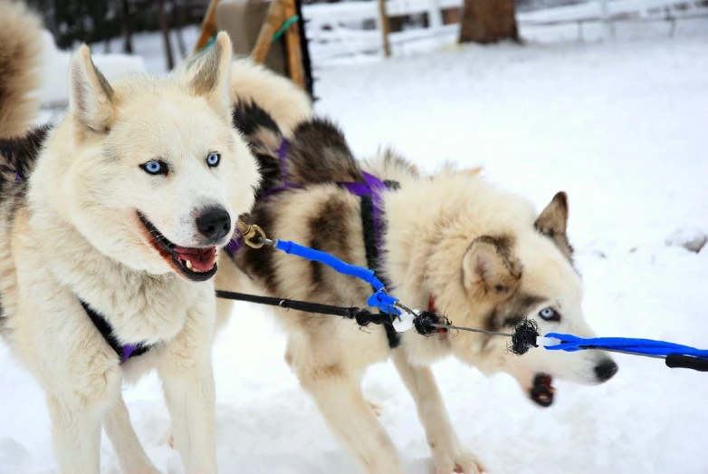 two husky dogs pulling each other through the snow
