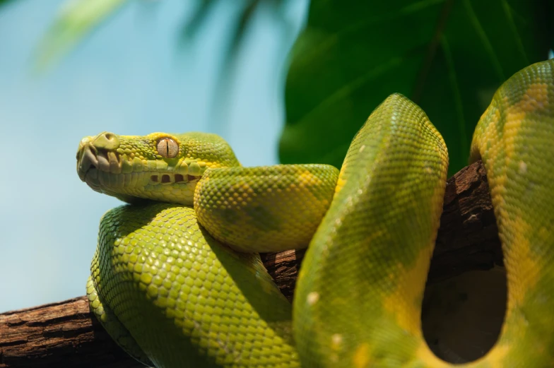 a green tree snake sitting on top of a tree nch