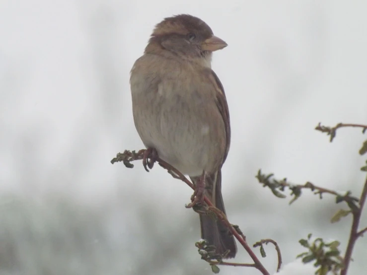 a small brown bird perched on a nch