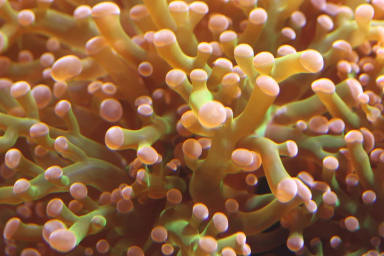 an underwater po of a bunch of corals