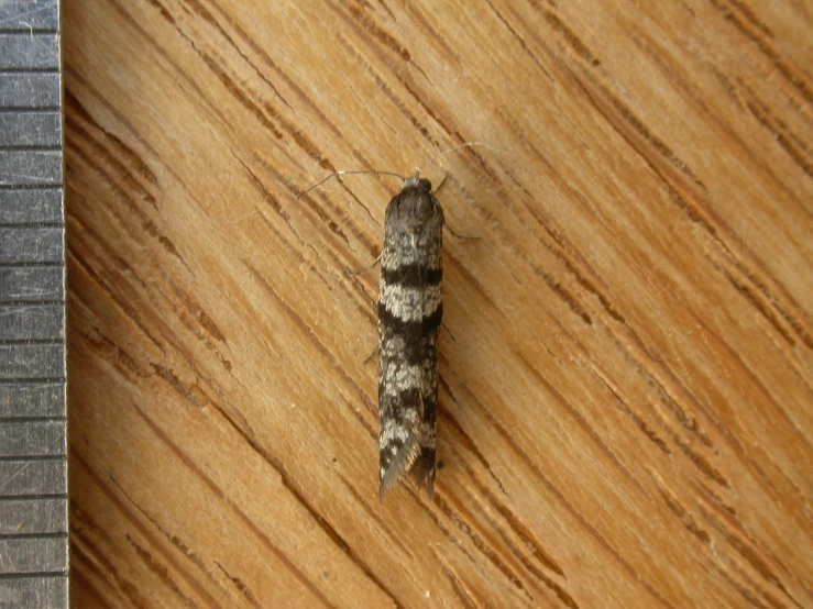 a bug sitting on a wooden surface