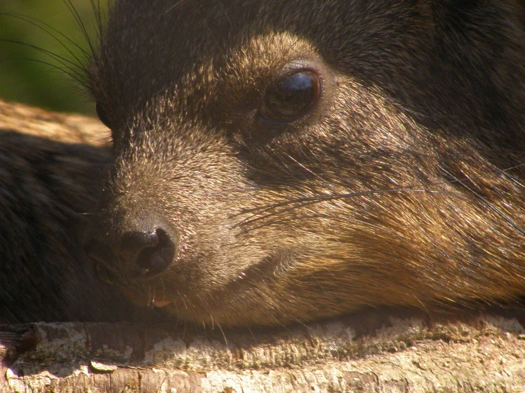 a closeup view of a bear sleeping in the shade