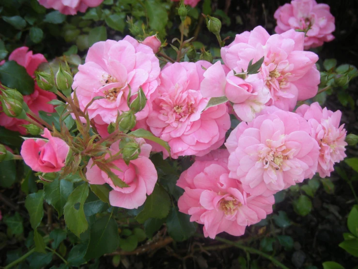 a bouquet of pink flowers near green leaves