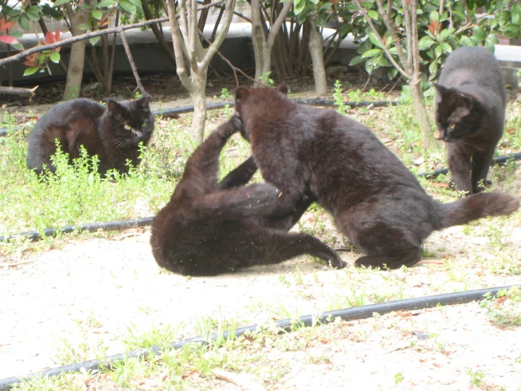 a pair of bears playing around outside in the shade