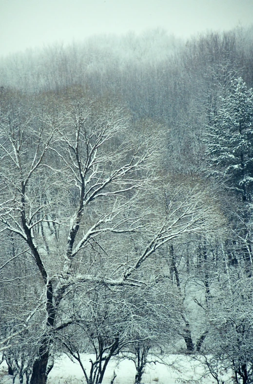 a winter scene with snow falling on the ground