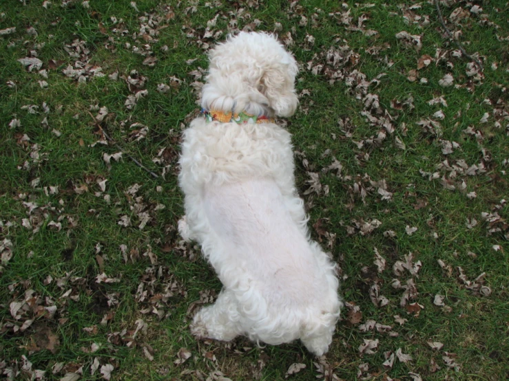a small white dog standing in leaves with a green collar