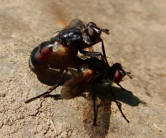 a close up of a fly on the side of a road