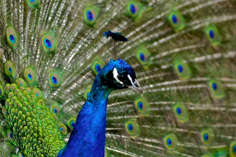 there is a blue and green peacock showing off his feathers