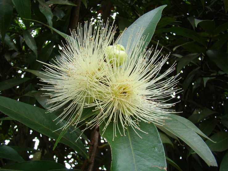 a bush with flowers in the middle is surrounded by foliage