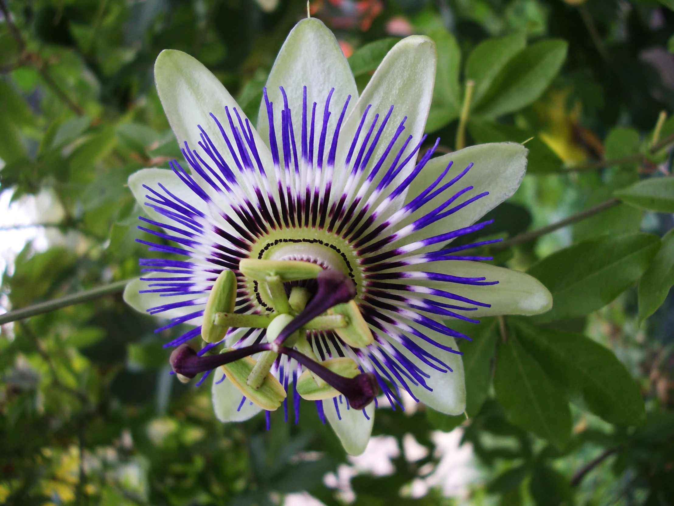 a purple and white flower growing on a tree