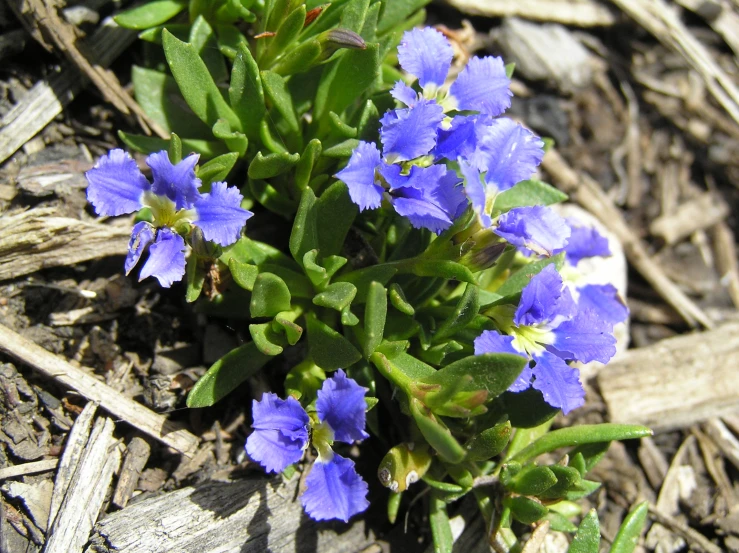 a close up of a flower on the ground