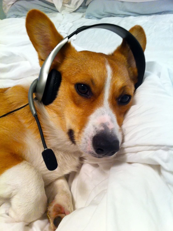 a brown and white dog wearing a headphone and a white blanket
