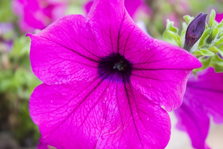 pink flowers are blooming in an open field