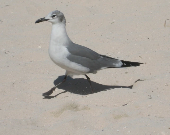 the bird is walking on the sand looking for food