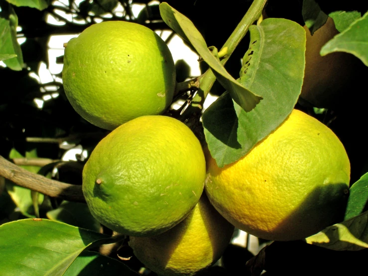 two limes hang on a tree nch with green leaves