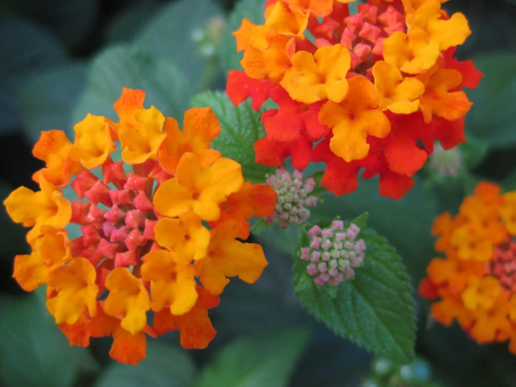 a bunch of different colors of flowers