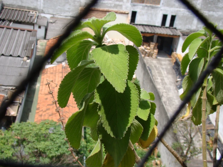 green leaves on tree looking through a wire fence