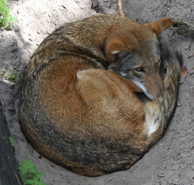 a brown and white striped cat sleeping on the sand