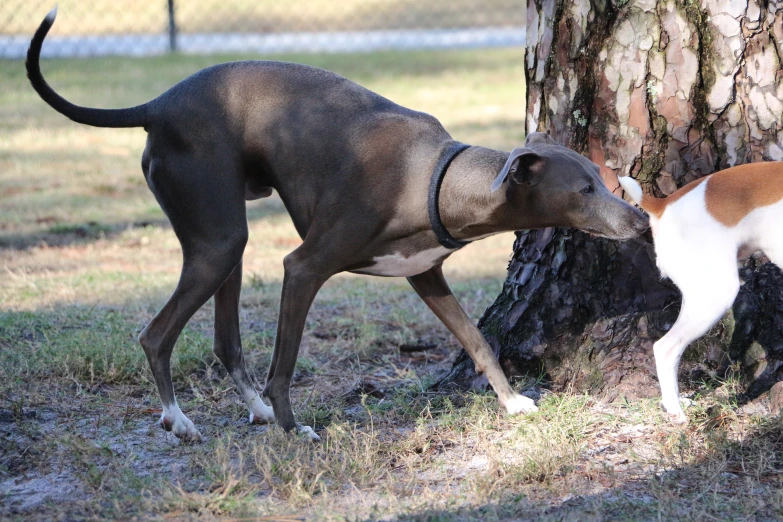 a dog sniffs a tree while a dog walks by