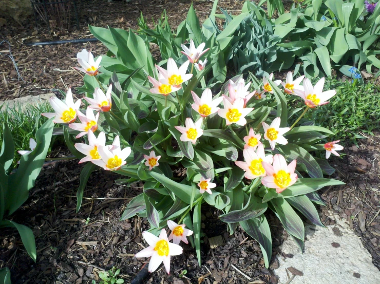 a bunch of flowers that are in the grass