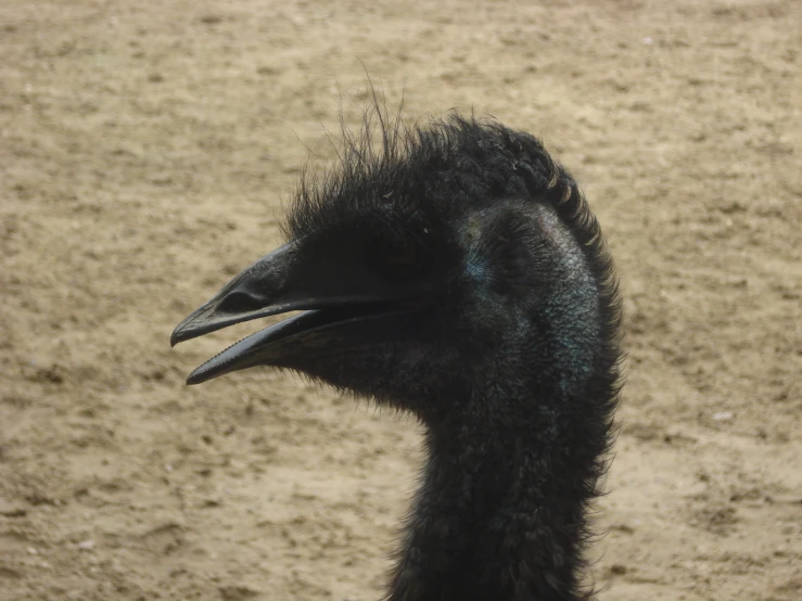 an emu staring at the camera in a dirt area