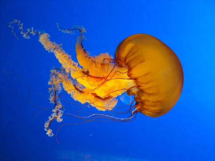 a yellow jellyfish in a deep blue sea with the light turned on