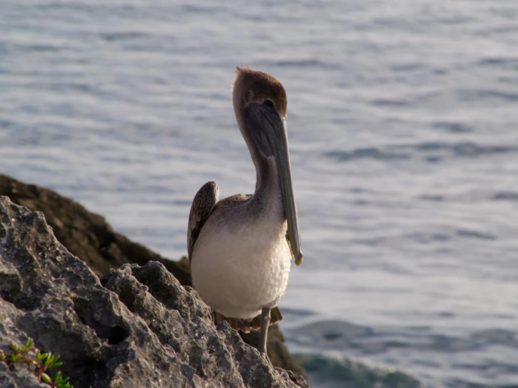 a small bird sitting on a rock next to a body of water