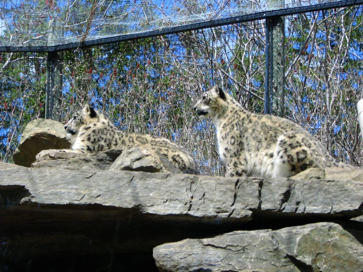 two snow leopards sit in their habitat at the zoo