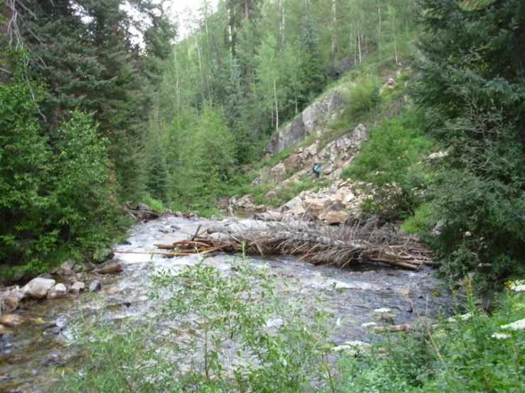 the river flows past an area of trees and grass