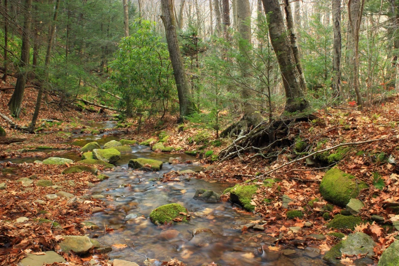 a stream flows through a leaf covered forest