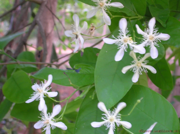 there is a large green leaf and some white flowers