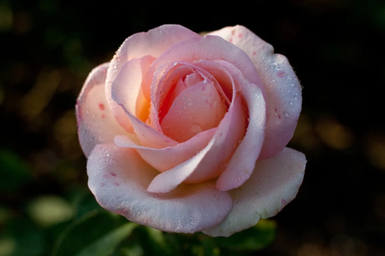 a pink rose with water droplets on it