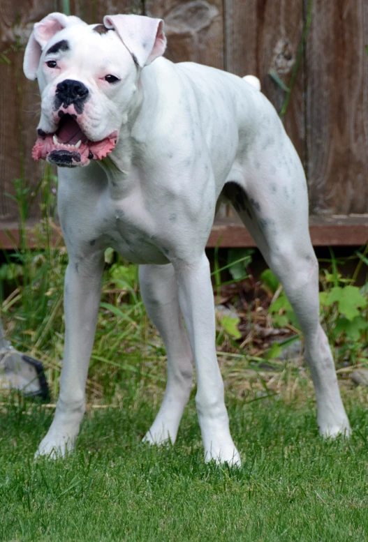 a white dog with black nose stands in the grass