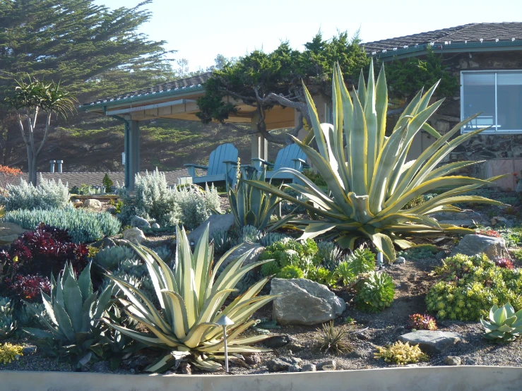 a garden area with various plants, rocks and trees