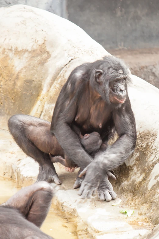 two chimpankins leaning on and looking around