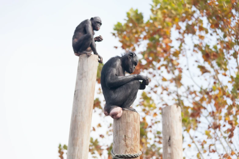 a group of monkeys sit on wooden posts