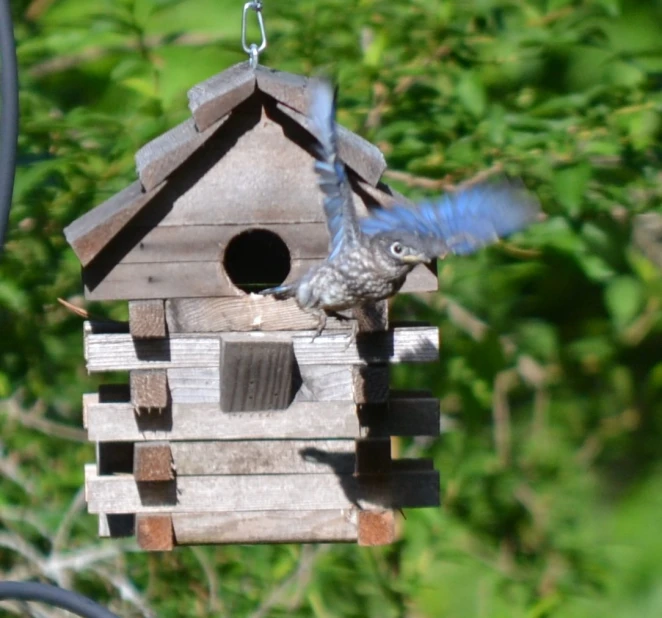 a bird flying up from a birdhouse