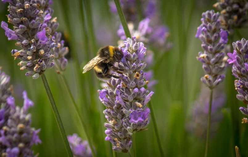 a bee that is sitting on some purple flowers