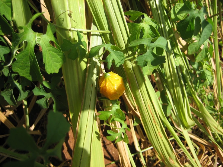 a bush with green foliage and an orange