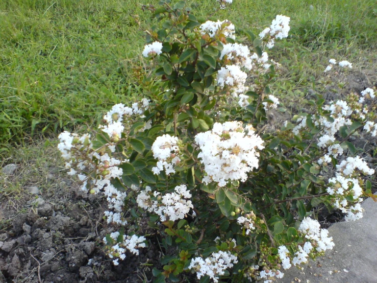 small flowers that are on the grass