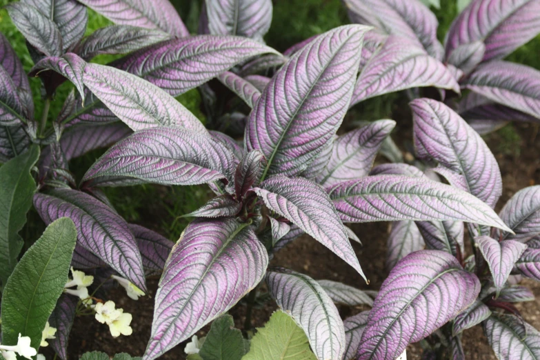 a purple plant in a garden with white flowers